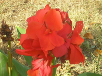 Цветы возле газового завода. 12.09.06