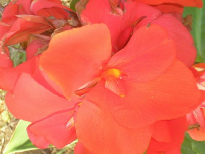 Цветы возле газового завода. 12.09.06