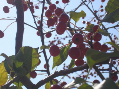 Ранетки возле газового завода. 12.09.06