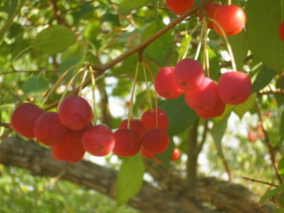 Ранетки возле газового завода. 12.09.06