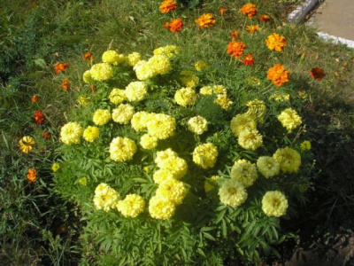 Цветы возле газового завода. 12.09.06