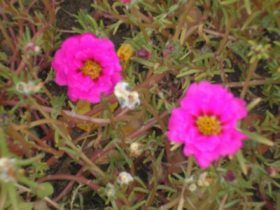 Цветы возле газового завода. 12.09.06