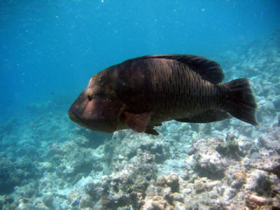 Мальдивская флора и фауна