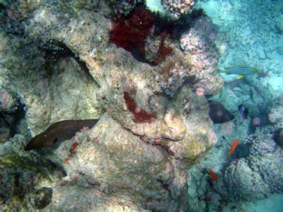 Мальдивская флора и фауна