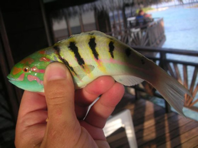 Мальдивская флора и фауна