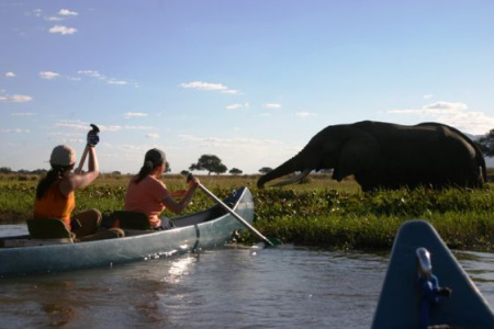 Добрый слон