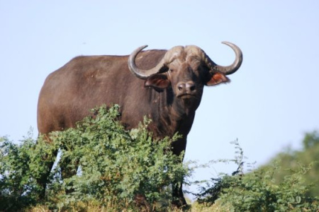 Африканский  буйвол