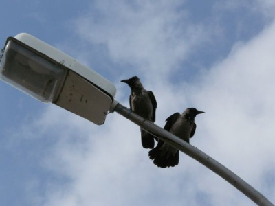 Любопытные вороны