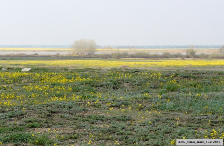 цветы-река-дымка